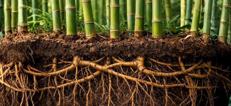 De Chinese bamboe: wat teamcultuur en een boer gemeen hebben image